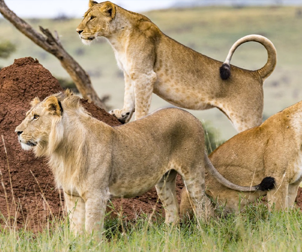 Maasai Mara
