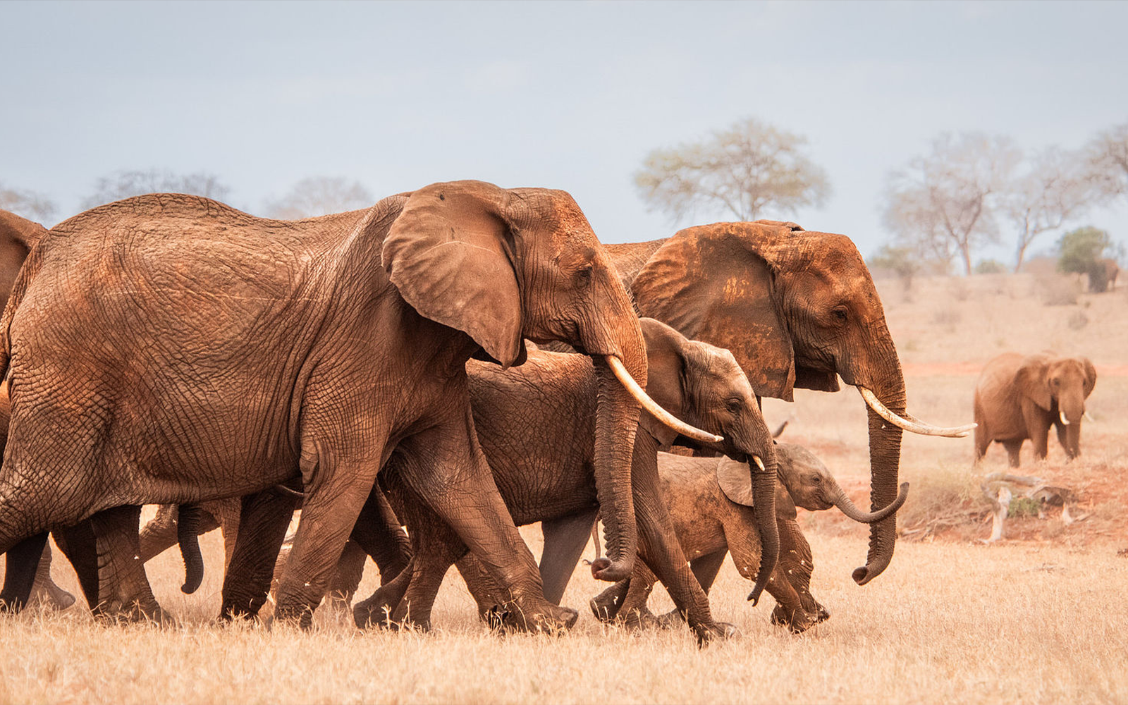 Game Drives