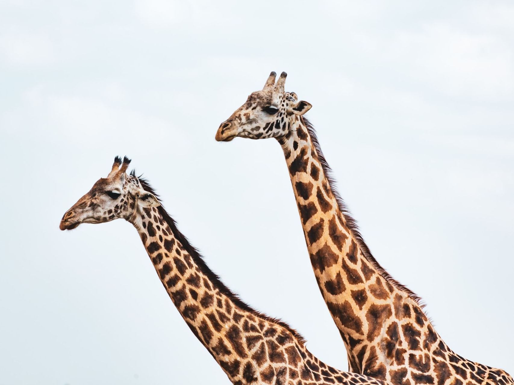 Samburu